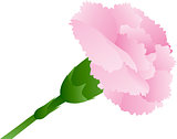 Pink Carnation Flower Illustration