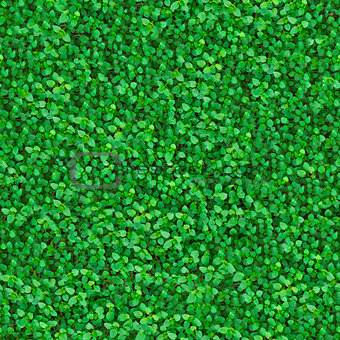 Green Meadow Grass. Seamless Texture.