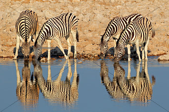 Plains Zebras drinking water