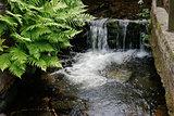 Waterfall and ferns