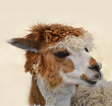  Brown And White Alpaca 