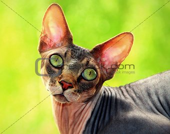 Sphynx hairless cat on a green background