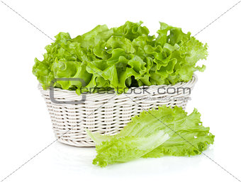 Lettuce in basket