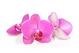 Three pink orchid flowers