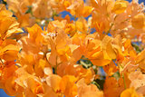 flower background - orange bougainvillea