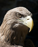 heavy eagle