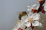 Cherry blossom and bee