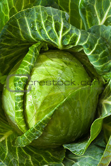 Fresh cabbage.