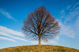 Lonely tree on the hill 