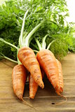 Fresh organic carrot with green leaves on a wooden background