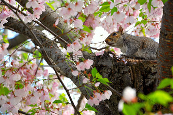 Squirrel and cherry blossoms