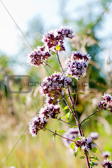 Oregano or marjoram - medicinal herb in the summer