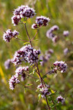 Oregano or marjoram - medicinal herb in the summer