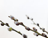 Branches of a willow on white background