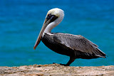 f little white black pelican whit black eye 