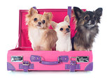 chihuahuas in suitcase