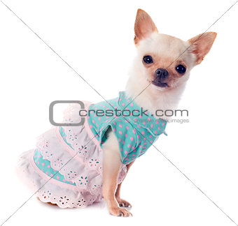 puppy chihuahua dressed