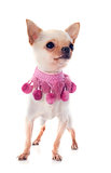 puppy chihuahua and pink collar