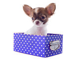 chihuahua in box