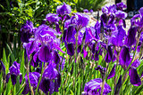 Bed of Purple iris