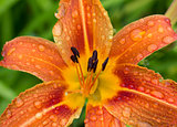 Orange Daylily Close-up After the Rain