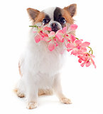 puppy chihuahua and flower