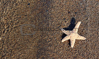 Starfish on wet beach sand