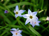 Beautiful blue and white spring starflowers