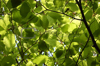 Canopy of green beech leaves