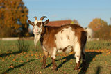 Red and white goat