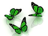 Three beautiful green butterfly
