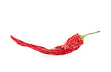 dried hot red chili pepper isolated on white background