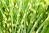 photo of nice grass for background