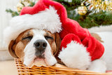 sleeping dog wearing Santa hat
