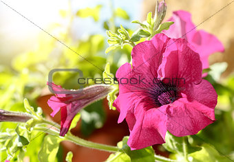 Pink flower Petunia Surfinia Vein