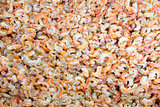Sun Dried Shrimps Background
