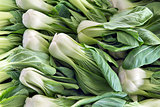 Chinese Cabbage Bok Choy