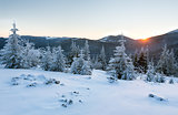 Sunrise winter mountain landscape with fir trees.