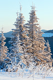 Winter fir in first morning  sunbeams