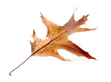 dry oak leaves on white background