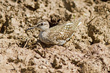 Wood Sandpiper Perched On The Ground