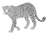 Black and white leopard