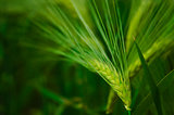 Barley seed head