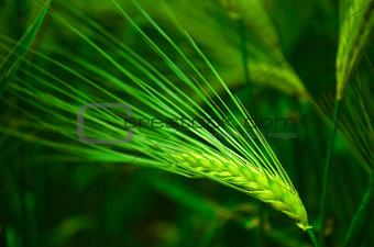 Barley seed head