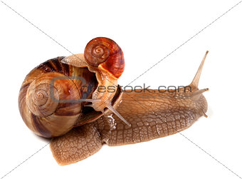 Small snail on top of big