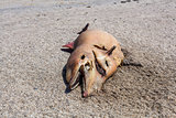 Dead Bottlenose dolphin  lies on the coast