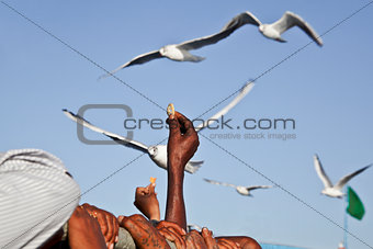 Feeding Seagulls on the ferry at Bet Dwarka