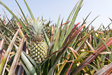 Pineapple Plantation 