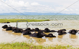 Water Buffalo herds soak water