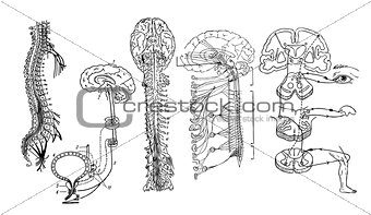 Vector. Central nervous system
